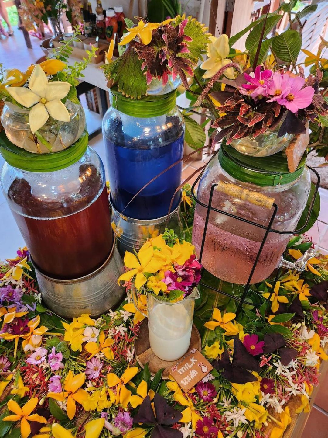 Coolliving Organic *