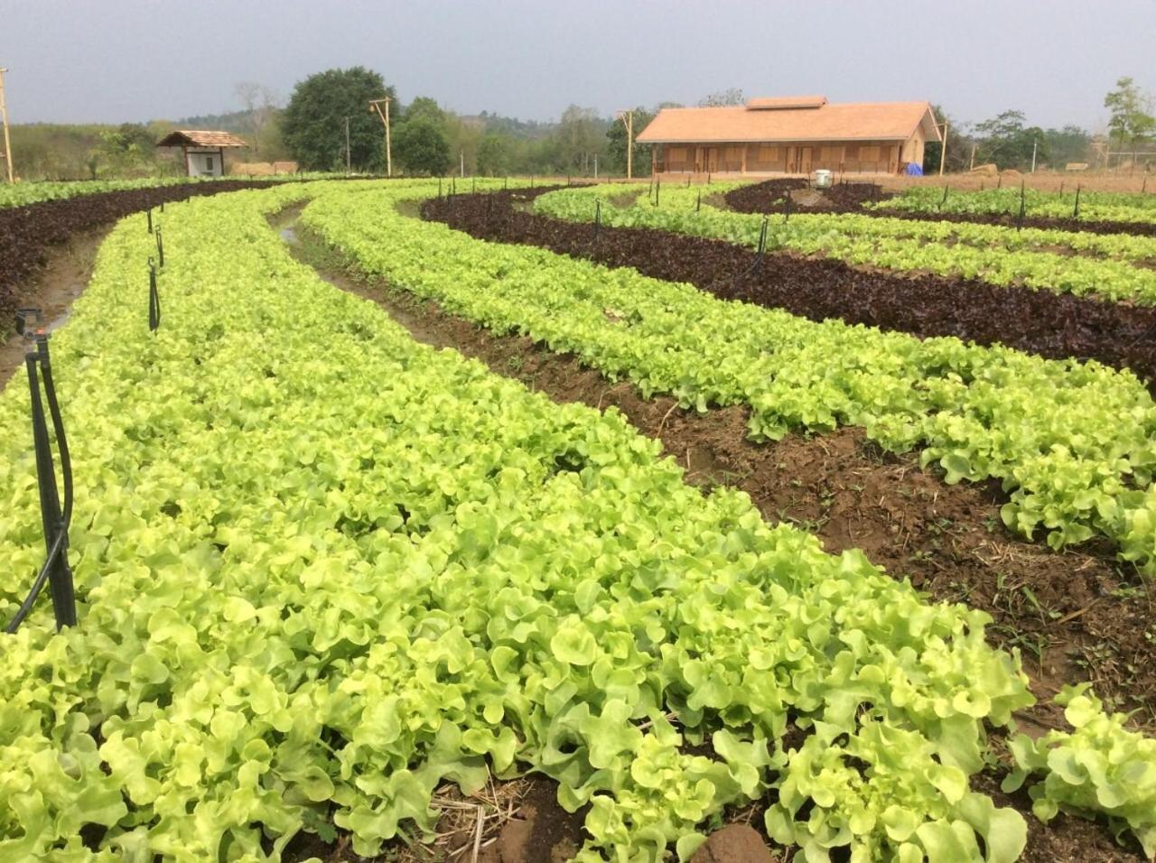 Coolliving Organic Wang Nam Khiao