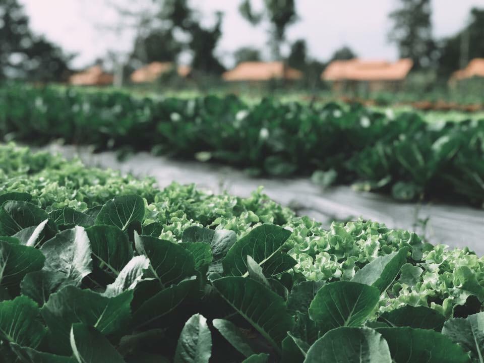 Coolliving Organic Farm stay