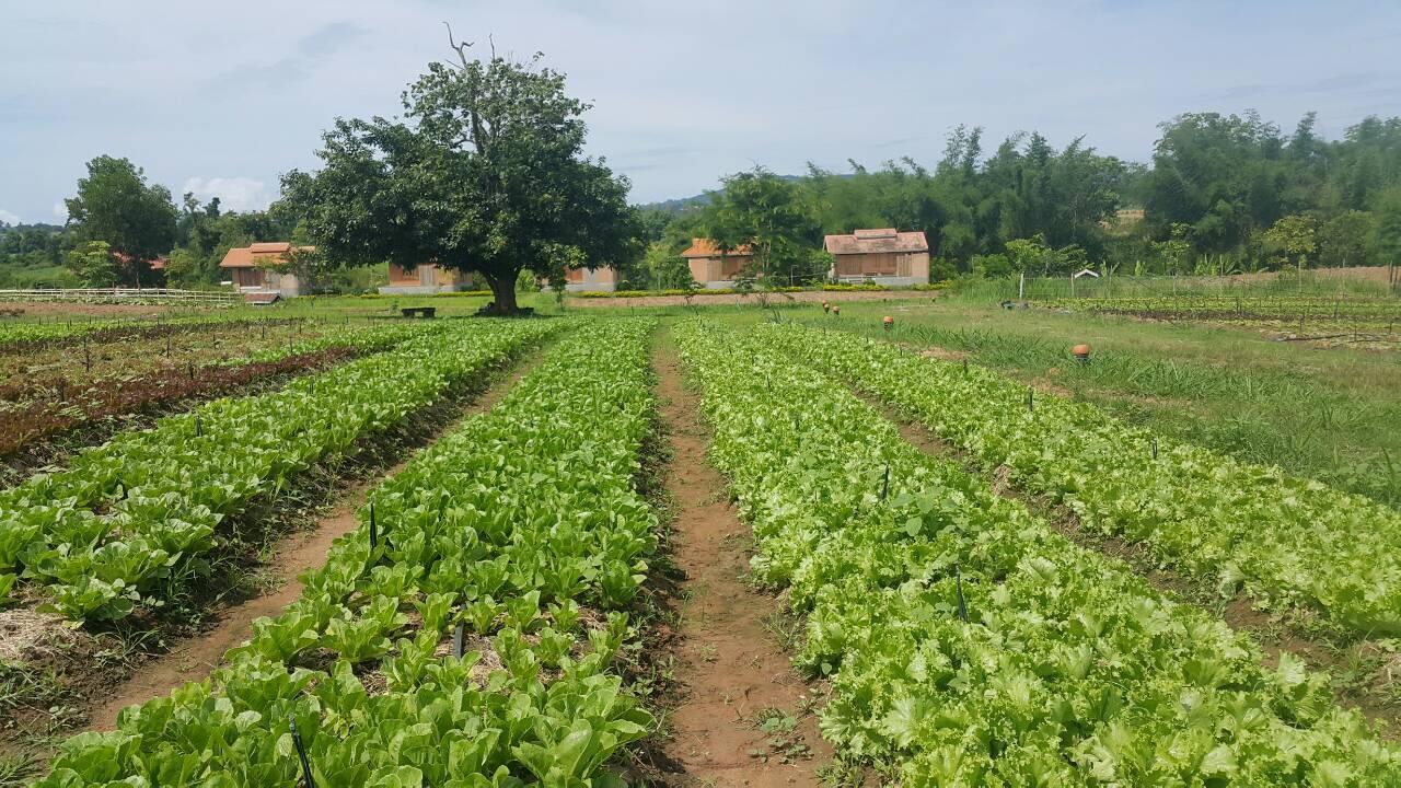 Farm stay Coolliving Organic Wang Nam Khiao