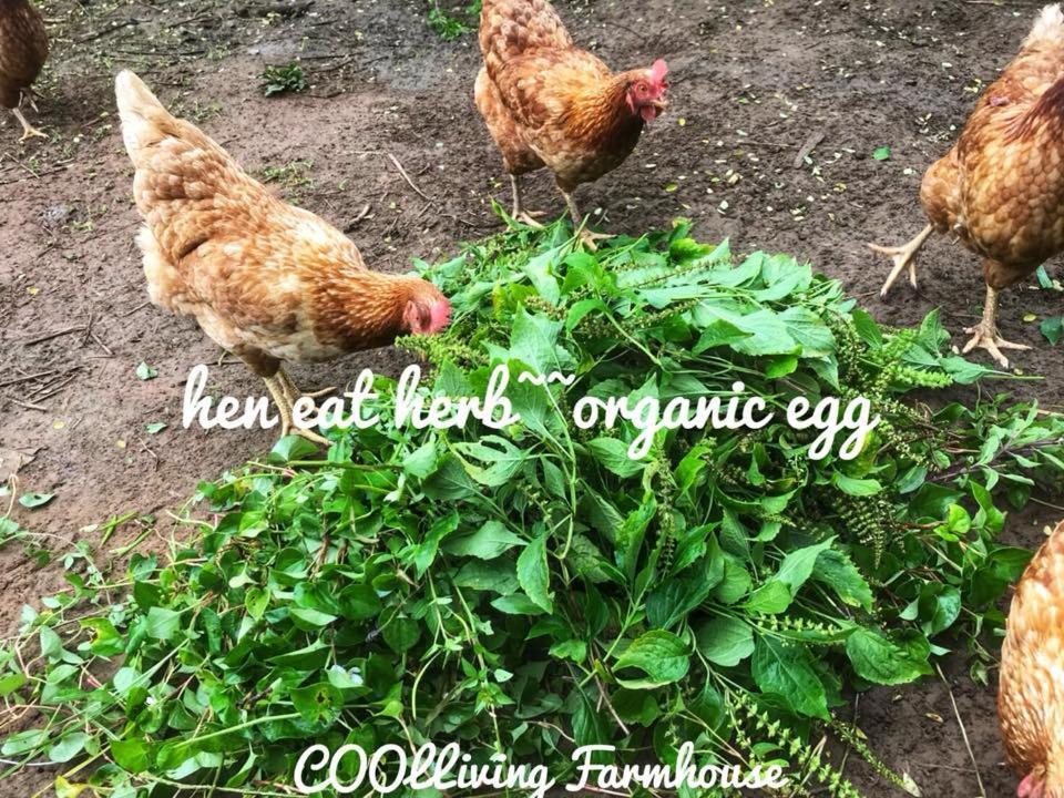 Coolliving Organic Farm stay
